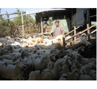 Khi Nghề Chăn Nuôi Dê, Cừu Được Rót Vốn Ở Ninh Thuận
