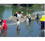 Siêu Giống Cá Rô Phi Giúp Nông Dân Philippines