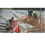 Cá Tra Việt Nam “Đủ Chuẩn” Vào Thị Trường Khó Tính