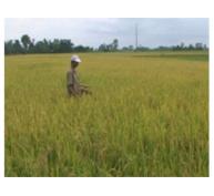 Năm 2014 Thị Xã Bình Minh (Vĩnh Long) Sản Xuất Gần 1.000 Ha Lúa Theo Mô Hình Cánh Đồng Mẫu Lớn