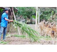 Chí Làm Giàu Của Chàng Thanh Niên Trẻ