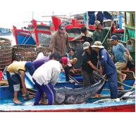 Thí Điểm Việc Đánh Bắt Và Xuất Khẩu Cá Ngừ Đại Dương Sang Nhật Bản