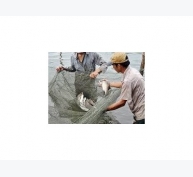 Kỹ thuật nuôi cá chẽm ở thái lan