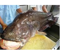 Bắt Cá Leo “Khủng” Nặng 65kg Trên Sông Nha Mân