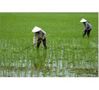 Tìm Biện Pháp “Giải Cứu” 100.000 Ha Lúa Đông Xuân
