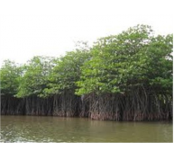 Bảo Vệ Rừng Ngập Mặn Đồng Bằng Sông Cửu Long