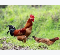 Chẩn đoán phân biệt bệnh cúm gia cầm với Newcastle ở gà trong thực tế sản xuất