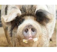 Ảnh hưởng của các mức khoáng, vitamin và điện giải tới sức sản xuất của lợn thịt