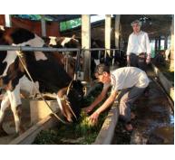 Bò sữa giống chết hàng loạt ở Hà Nam sẽ hỗ trợ để dân không bị thiệt