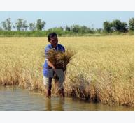FAO hỗ trợ canh tác nông nghiệp thích ứng với biến đổi khí hậu
