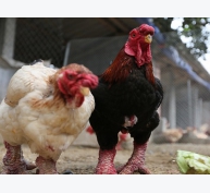 Dấu hiệu nhận biết một số bệnh thường gặp ở gà