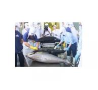 Giá cá ngừ giảm sâu ngư dân miền Trung gặp khó