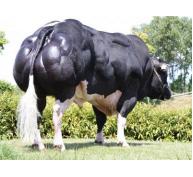 Hướng dẫn chăm sóc sức khỏe động vật ở các trang trại nuôi trâu bò vỗ béo - Phần 1