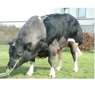 Hướng dẫn chăm sóc sức khỏe động vật ở các trang trại nuôi trâu bò vỗ béo - Phần 2 (Phần cuối))