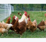 Kiểm soát việc đòi ấp ở nuôi gà thả vườn