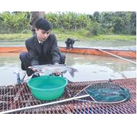 Bắc Ninh thành công từ mô hình nuôi cá nheo thương phẩm