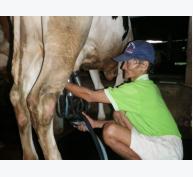 Chuyển 26% hộ nuôi bò lấy sữa sang nuôi bò thịt