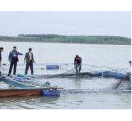 Phát triển nuôi cá lồng ở Song Giang