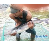Sơn Tây (Quảng Ngãi) đầu tư mở rộng thêm mô hình nuôi cá tầm