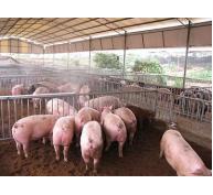 Phương pháp phòng chống PMWS ở lợn