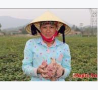 Trồng khoai lang đỏ ở Nghệ An đạt 360 triệu đồng/ha