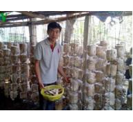 Làm giàu từ nghề trồng nấm
