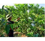 Nghề trồng ổi phát triển mạnh ở Sơn Dương