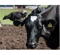Vô sinh tạm thời ở bò sữa và phương pháp can thiệp
