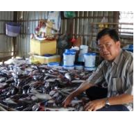Hơn 3 tỷ đồng hỗ trợ vụ cá chết ở An Giang