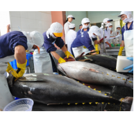 Xuất khẩu cá ngừ khởi sắc đầu năm