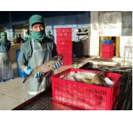 Vỡ mộng xuất khẩu cá nóc