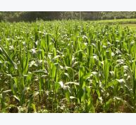 Quảng Bình: Hiệu quả từ việc chuyển đổi đất trồng lúa kém hiệu quả sang trồng ngô