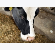 Ảnh hưởng của axit malic trong khẩu phần ăn của bò sữa