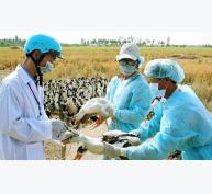 Bệnh cúm A/H7N9 nguy hiểm như thế nào?