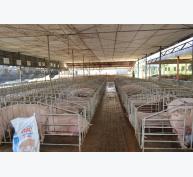 Người chăn nuôi lại kỳ vọng xuất khẩu heo sang Trung Quốc