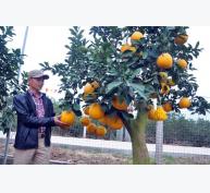 Kiến thức “vàng” giúp nông dân bảo vệ cây, con hiệu quả