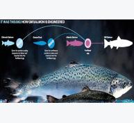 Kỹ thuật sản xuất cá biến đổi gen
