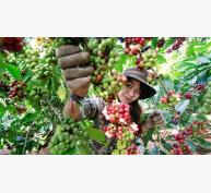 Chăm sóc cà phê có mưa trái mùa tại Đông Nam Bộ và Tây Nguyên