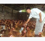 Bắc Ninh: Mô hình trang trại cho hiệu quả kinh tế cao