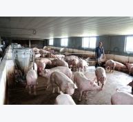 Đem 3 tỷ đồng “đánh cược” nghề nuôi lợn