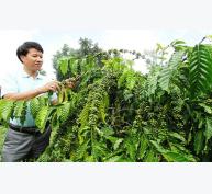 63.000 nông dân sẽ được hỗ trợ canh tác cà phê bền vững