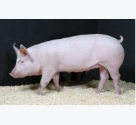 Lợi ích của việc bổ sung methionin lỏng cho lợn nái