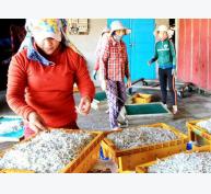 Thị trường hải sản: Mát lòng mùa mở biển