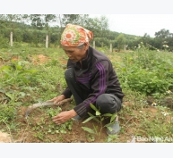 Nông dân Đô Lương kiếm tiền triệu từ rau má rừng