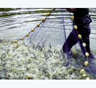 Philippines: Định hướng sản xuất và phát triển ngành tôm