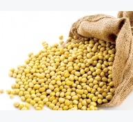 Thị trường nguyên liệu - thức ăn chăn nuôi thế giới ngày 15/3: Giá đậu tương tăng từ mức