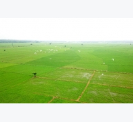 Nông dân Tiền Giang trồng lúa theo tiêu chuẩn GlobalGAP