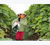Nông dân Anh Sơn thu hoạch bí xanh đặc ruột bán giá cao kỷ lục
