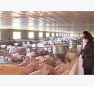 Hơn 50% trang trại nuôi lợn ở Đồng Nai bỏ trống chuồng
