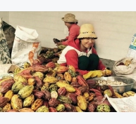 Nông dân trồng cacao tăng gấp đôi thu nhập nhờ liên kết với doanh nghiệp